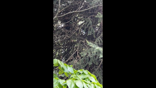 Braunkehl-Waldsänger - ML654859961