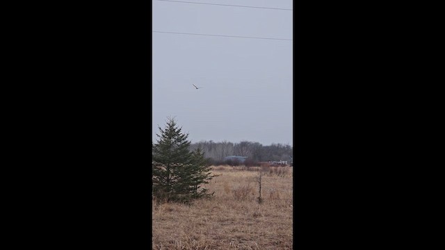 Sumpfohreule - ML654860081