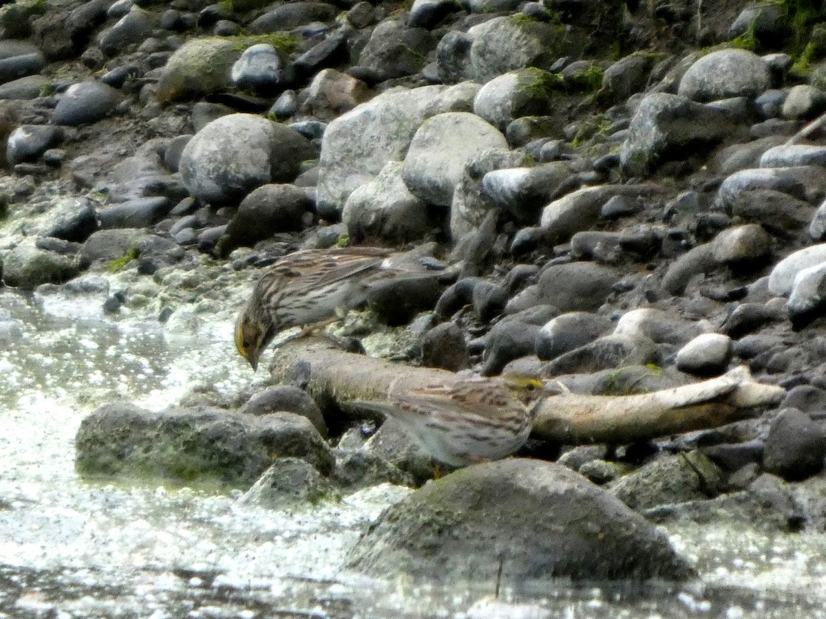 Savannah Sparrow - ML654860167