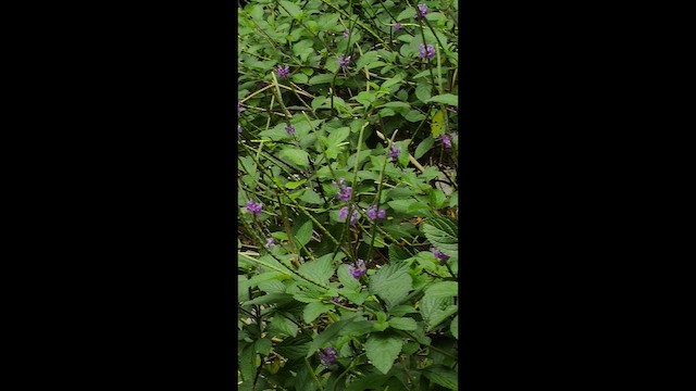 Zierelfe - ML654860184