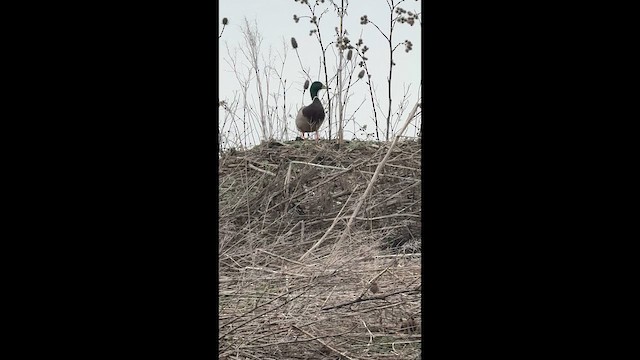 Stockente - ML654860207