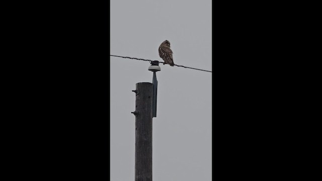 Sumpfohreule - ML654860346