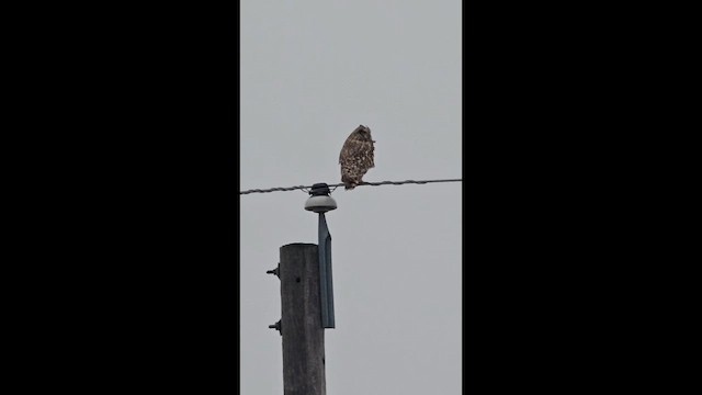 Sumpfohreule - ML654860347