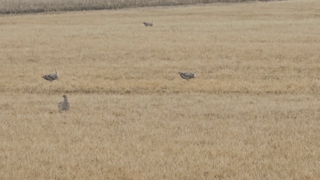 Schweifhuhn - ML654860518