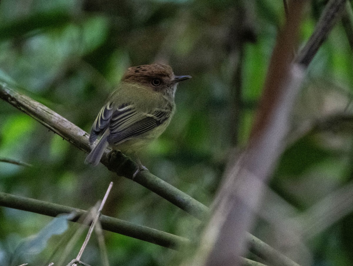 Scale-crested Pygmy-Tyrant - ML654860526