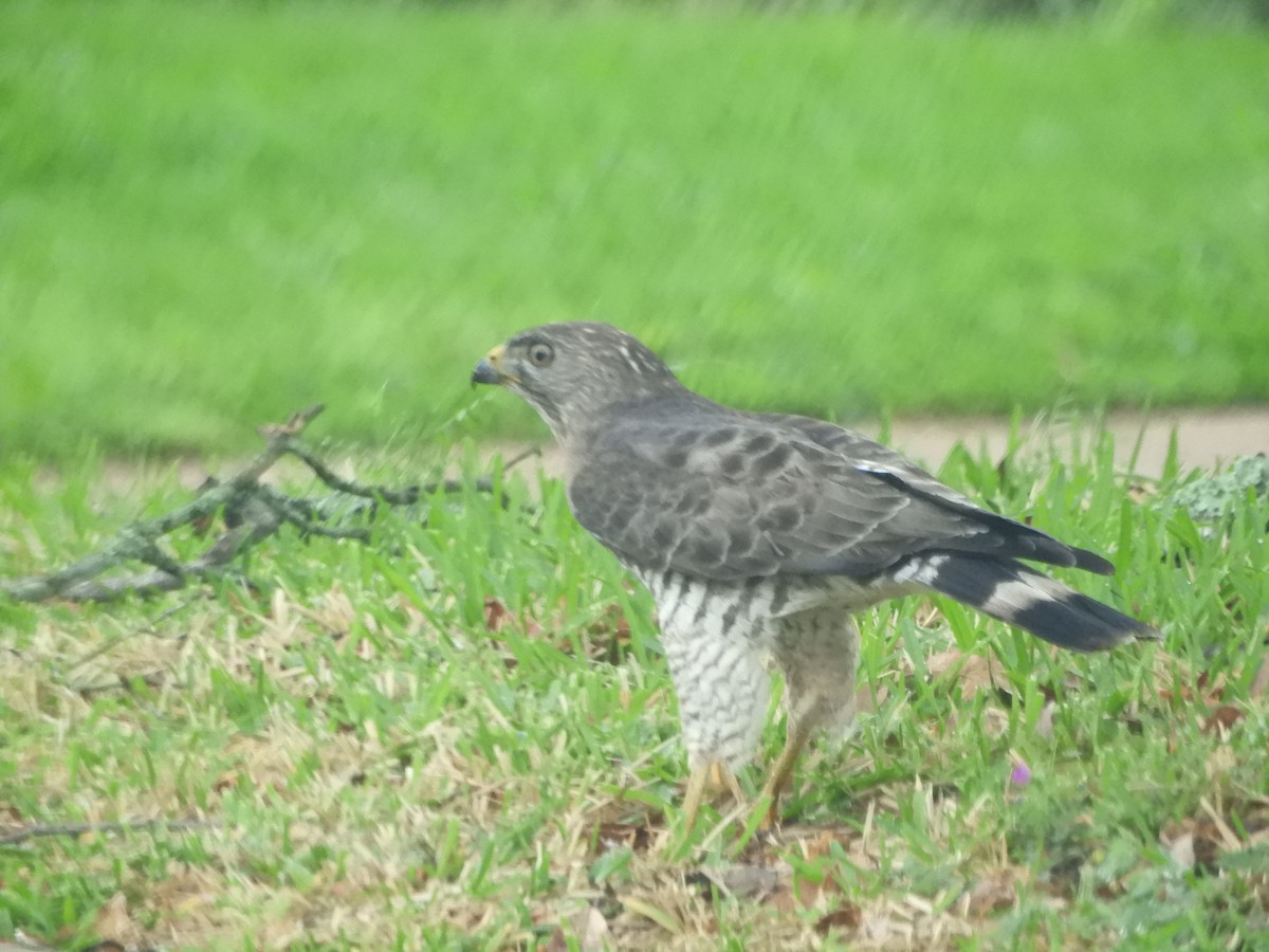 Breitflügelbussard - ML654860655