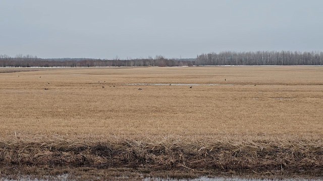 Schweifhuhn - ML654861085