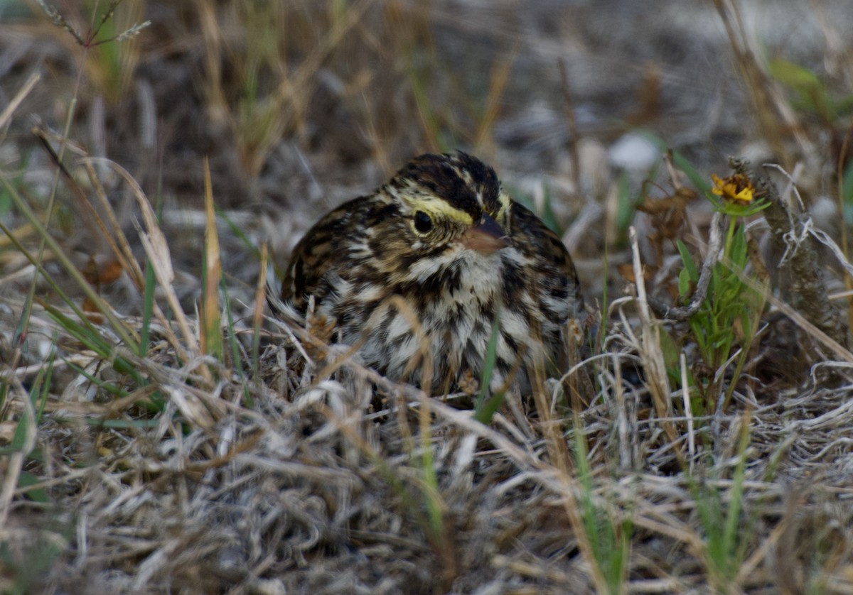 Savannah Sparrow - ML654861175