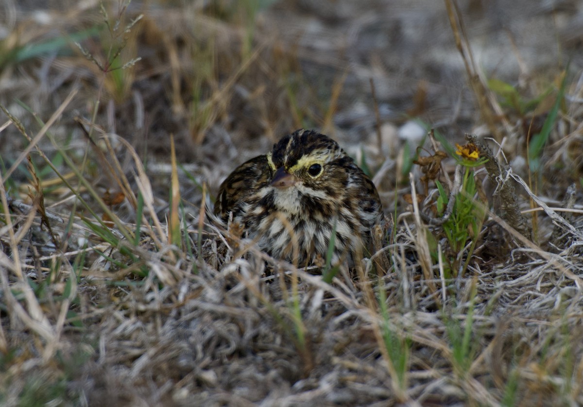 Savannah Sparrow - ML654861177