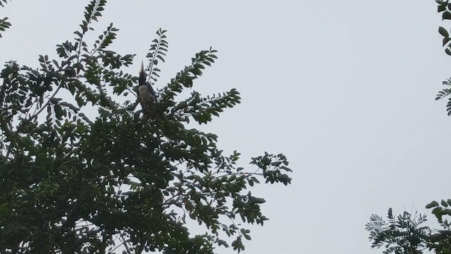 Malabarhornvogel - ML654861275