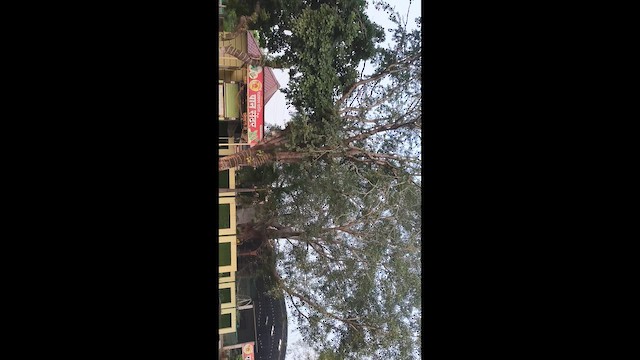 Malabarhornvogel - ML654861277