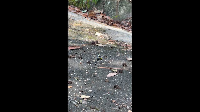 Kronenwaldsänger (coronata x auduboni) - ML654861677