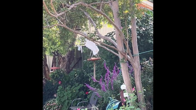 Gelbhaubenkakadu - ML654861829