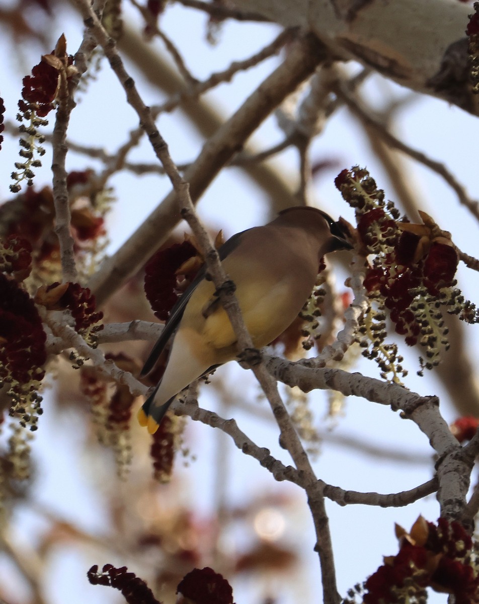 Cedar Waxwing - ML654862026