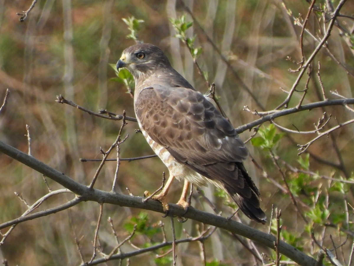 Breitflügelbussard - ML654862128