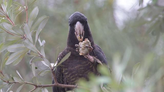 Gelbschwanz-Rabenkakadu - ML654862134