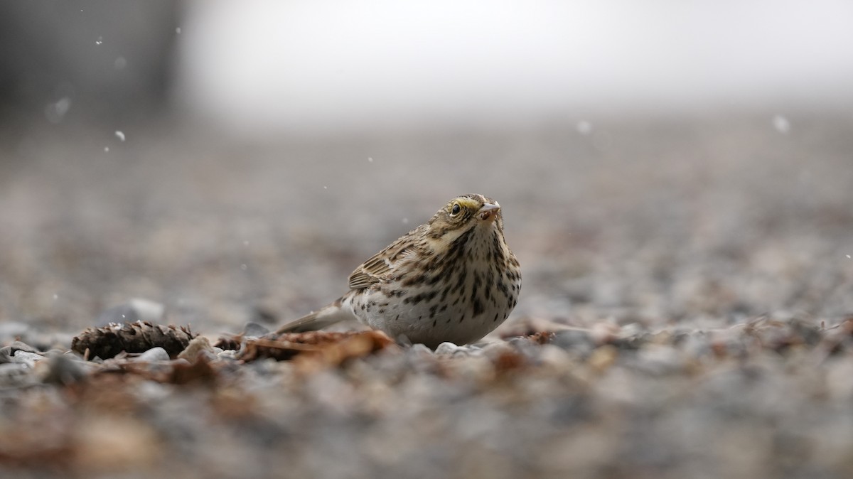 Savannah Sparrow - ML654862190