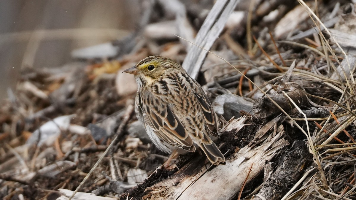Savannah Sparrow - ML654862229