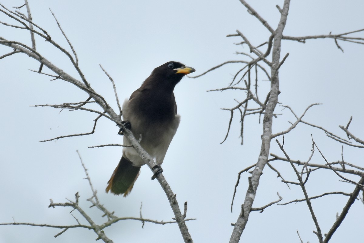 Brown Jay - ML654862260