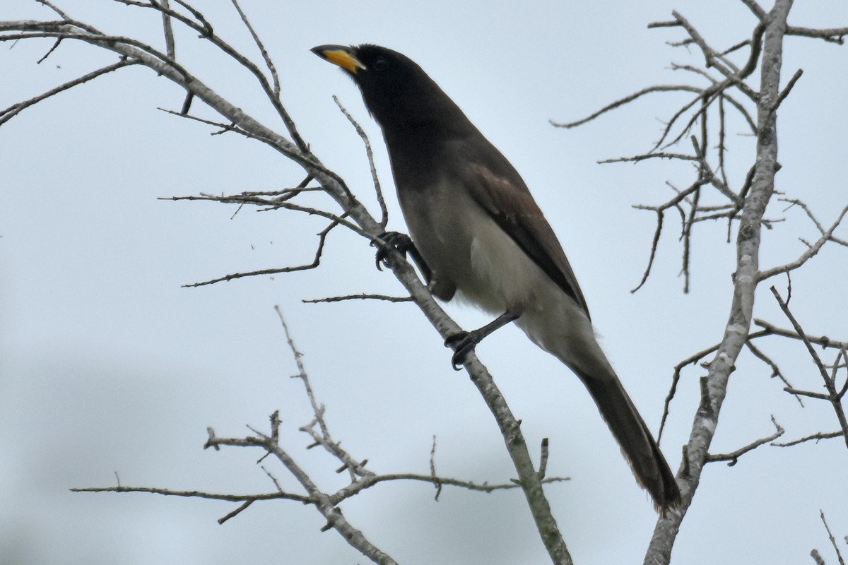 Brown Jay - ML654862261