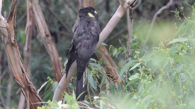 Gelbschwanz-Rabenkakadu - ML654862467