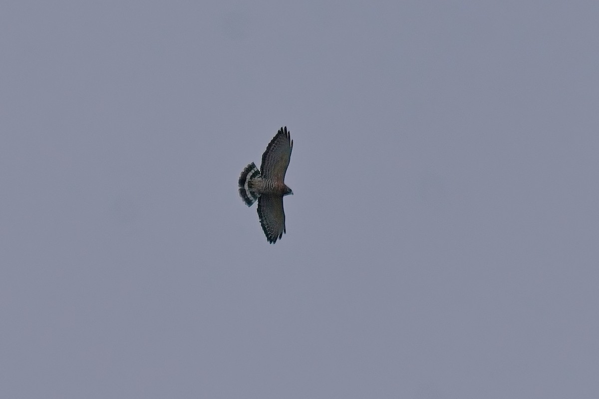 Breitflügelbussard - ML654863159