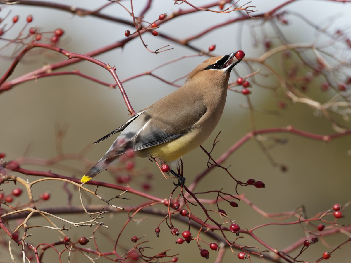 Cedar Waxwing - ML654863323