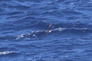 Pétrel diablotin - ML654863464