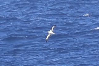 Pétrel diablotin - ML654863465