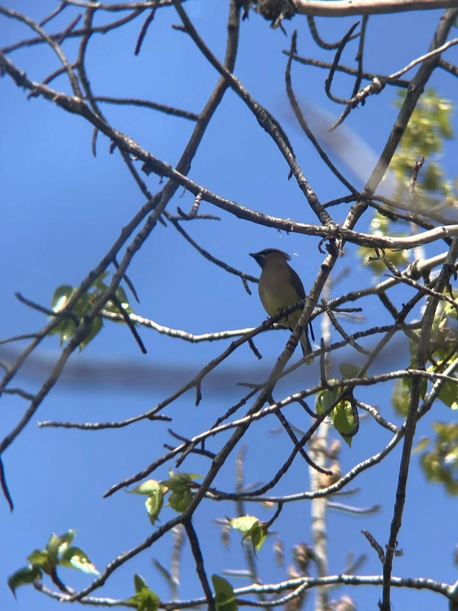 Cedar Waxwing - ML654863790
