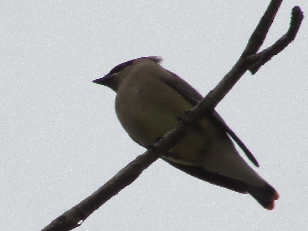 Cedar Waxwing - ML654863890