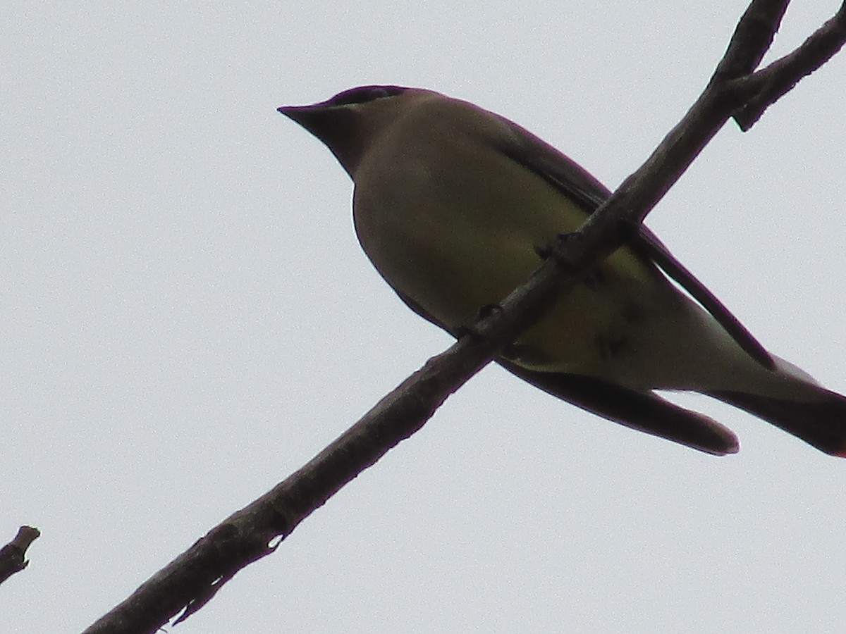 Cedar Waxwing - ML654863891