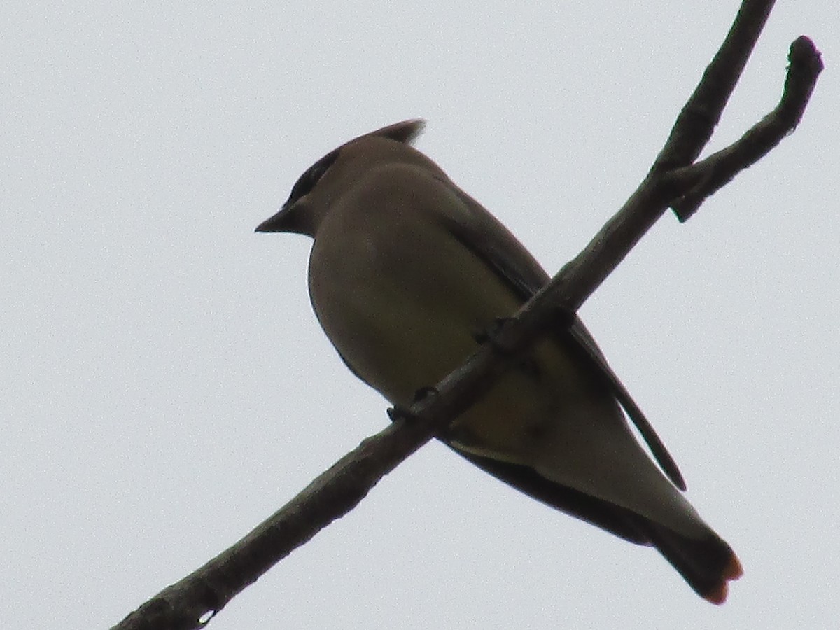 Cedar Waxwing - ML654863892