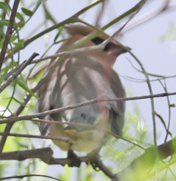 Cedar Waxwing - ML654864446