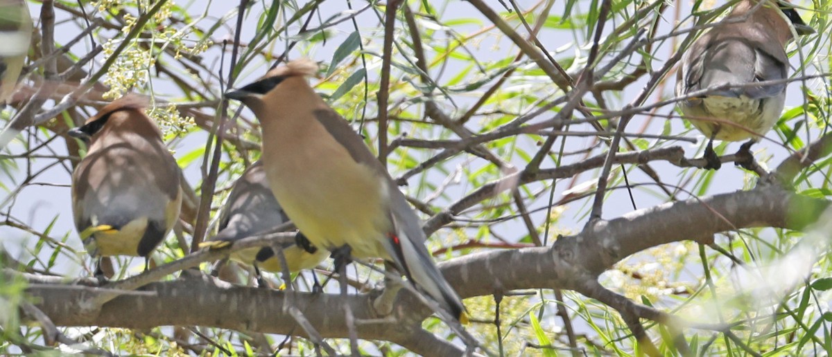 Cedar Waxwing - ML654864447
