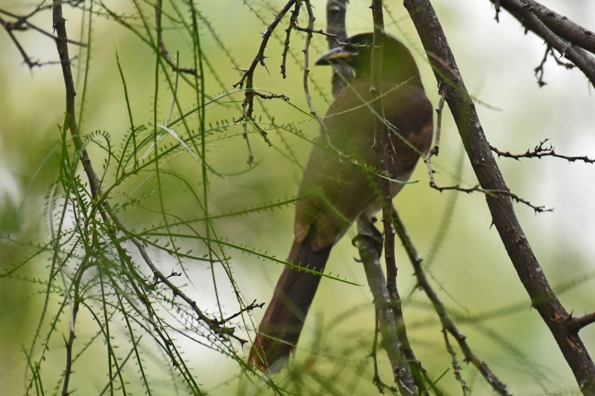 Brown Jay - ML654864451