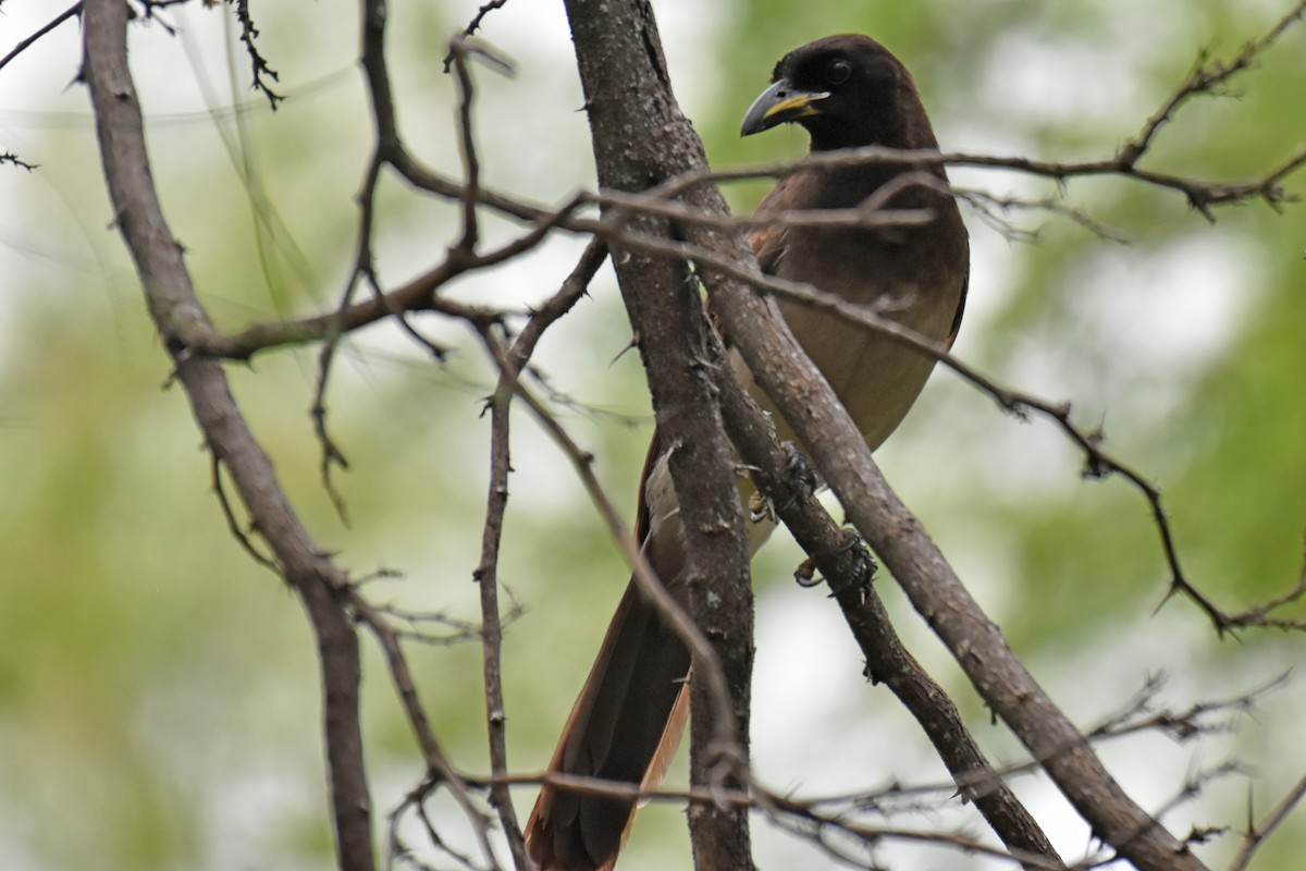 Brown Jay - ML654864452