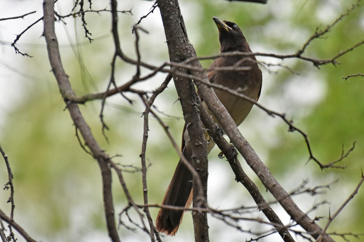 Brown Jay - ML654864453