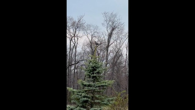 Пересмішник багатоголосий - ML654864863