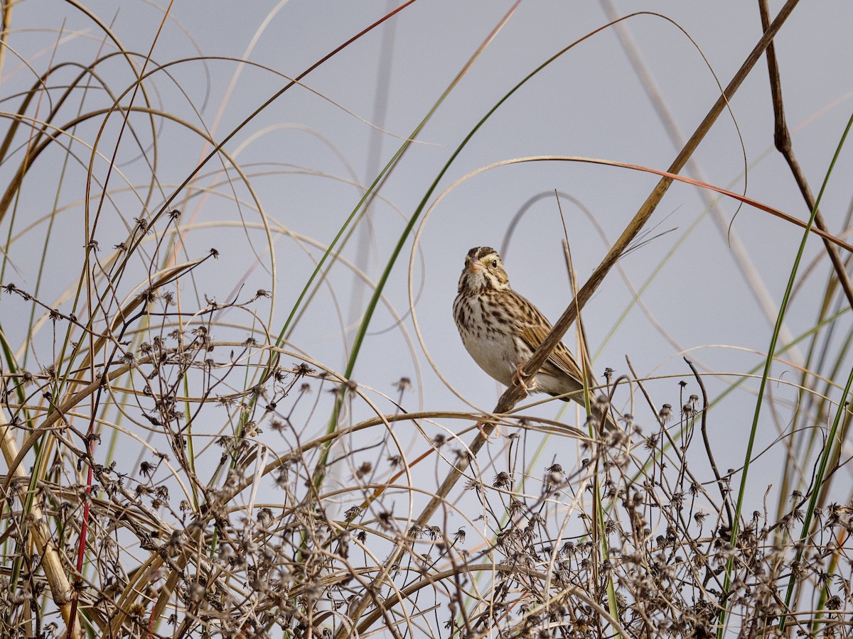 Savannah Sparrow (Savannah) - ML654865231
