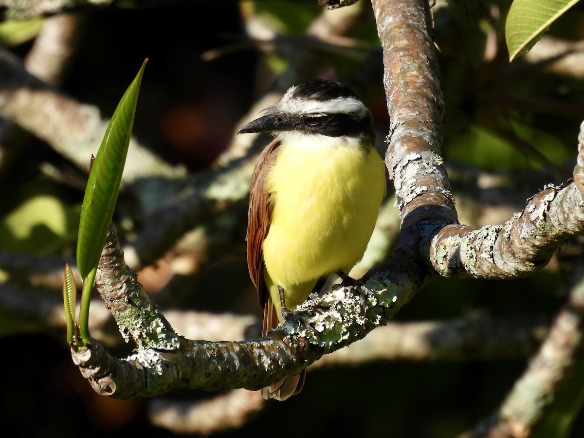Great Kiskadee - ML654865669
