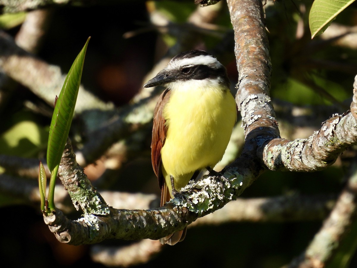 Great Kiskadee - ML654865676