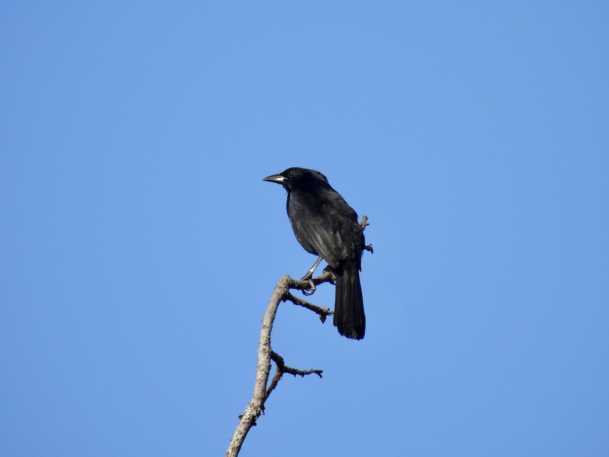Melodious Blackbird - ML654865719