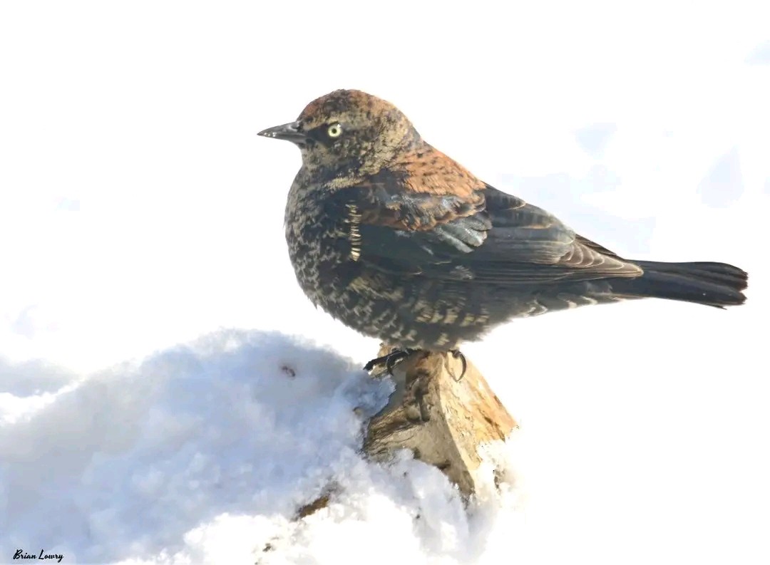 Rusty Blackbird - ML654865972
