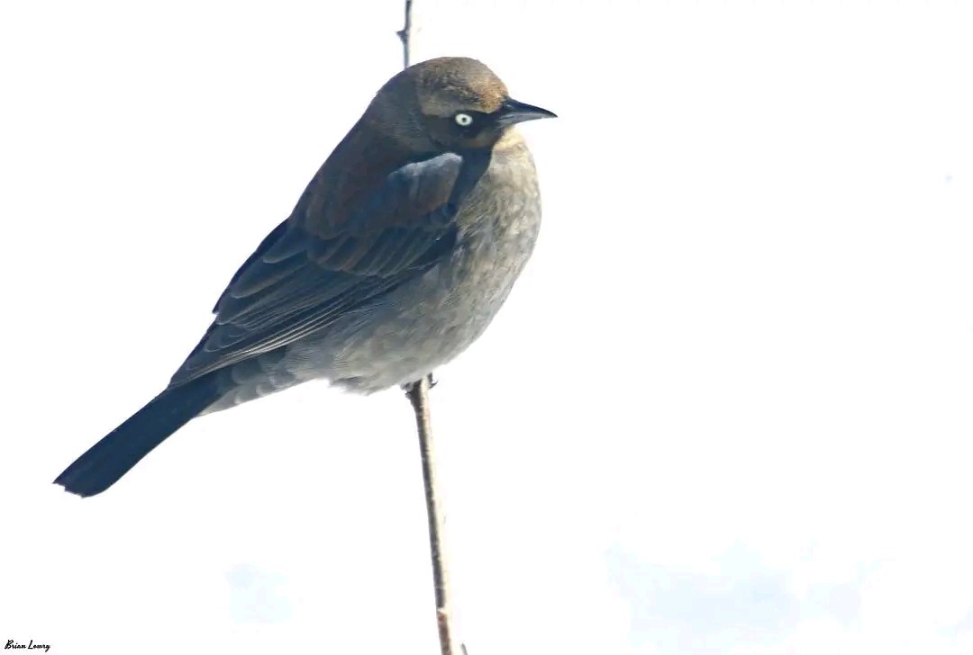 Rusty Blackbird - ML654865981
