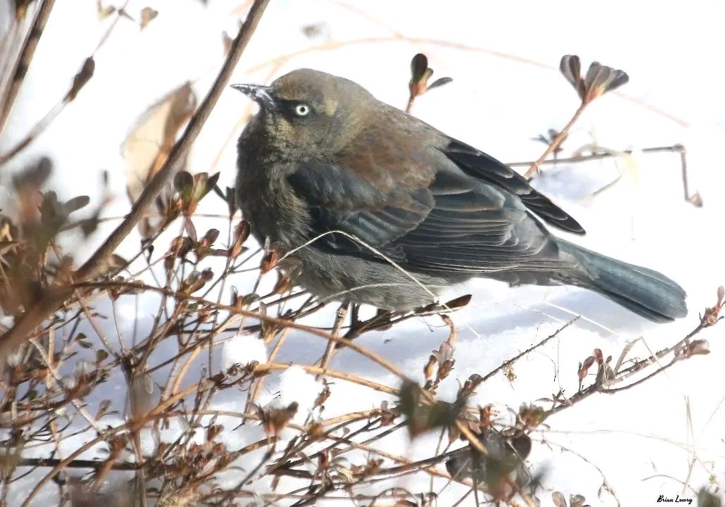 Rusty Blackbird - ML654865995