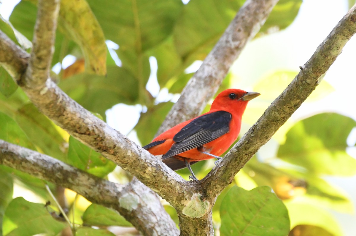 Scarlet Tanager - ML654866171