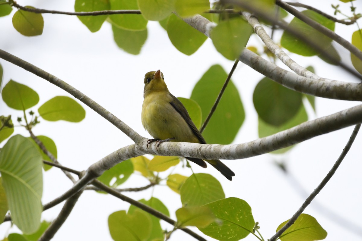 Scarlet Tanager - ML654866172