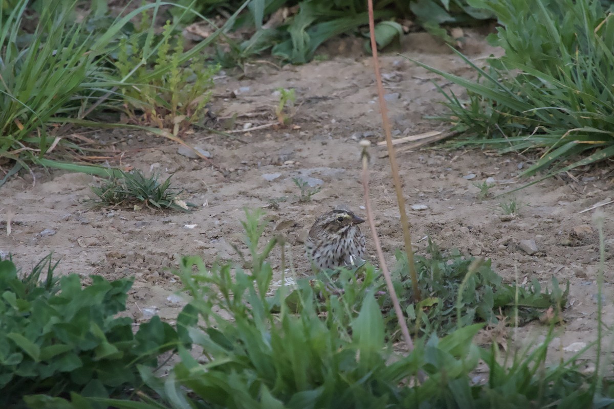 Savannah Sparrow - ML654866201