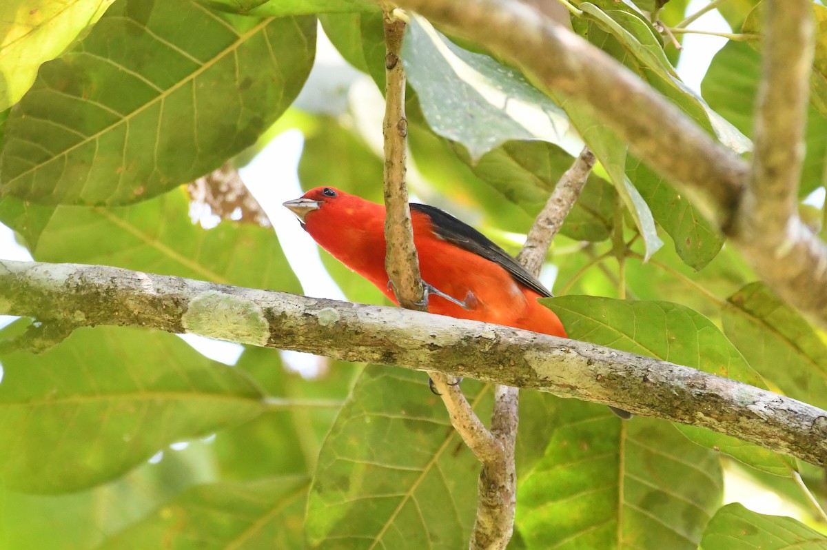 Scarlet Tanager - ML654866296
